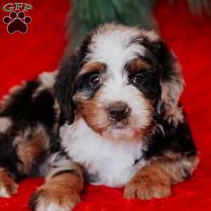 Walter, Mini Bernedoodle Puppy